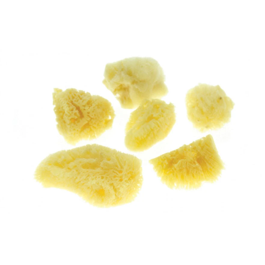 Art Accessories Frisk Natural Sponge Assorted Pack Of 5 3 Art Accessories Frisk Natural Sponge Assorted Pack Of 5