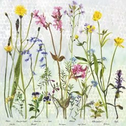 Colcards Botanical Print 3 Greetings Cards