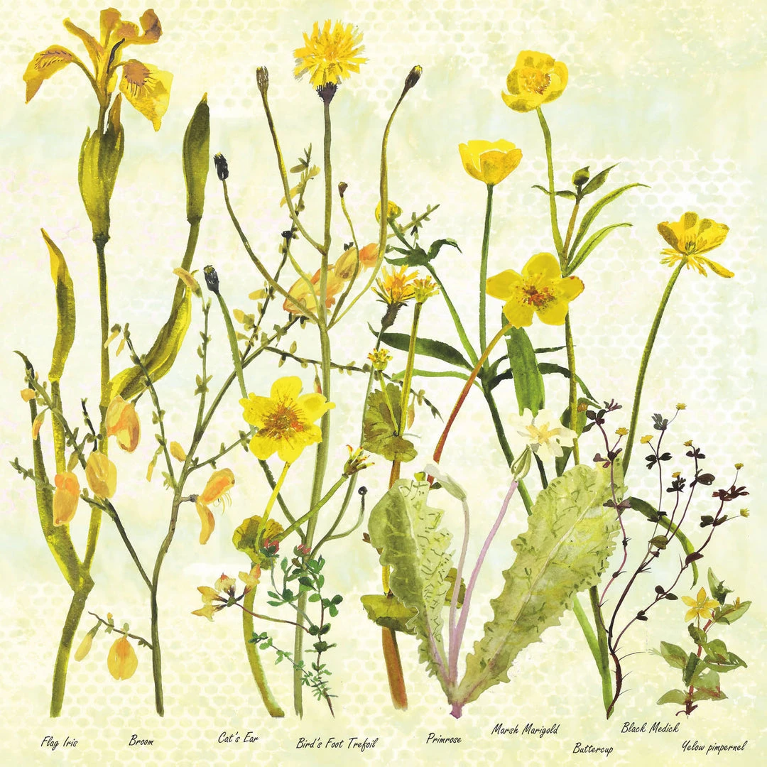 Colcards Greetings Cards Botanical Print 5 3 Colcards Greetings Cards Botanical Print 5