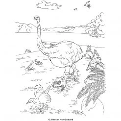 Pomegranate Birds Of The World Dioramas Coloring Book Adult Colouring Books