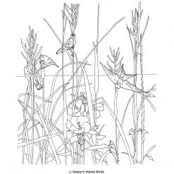 Pomegranate Birds Of The World Dioramas Coloring Book Adult Colouring Books