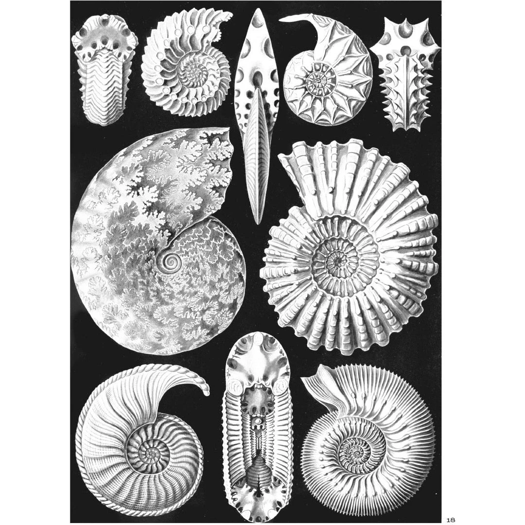 Pomegranate Ernst Haeckel: Art Forms In Nature Coloring Book 4 Pomegranate Ernst Haeckel: Art Forms In Nature Coloring Book