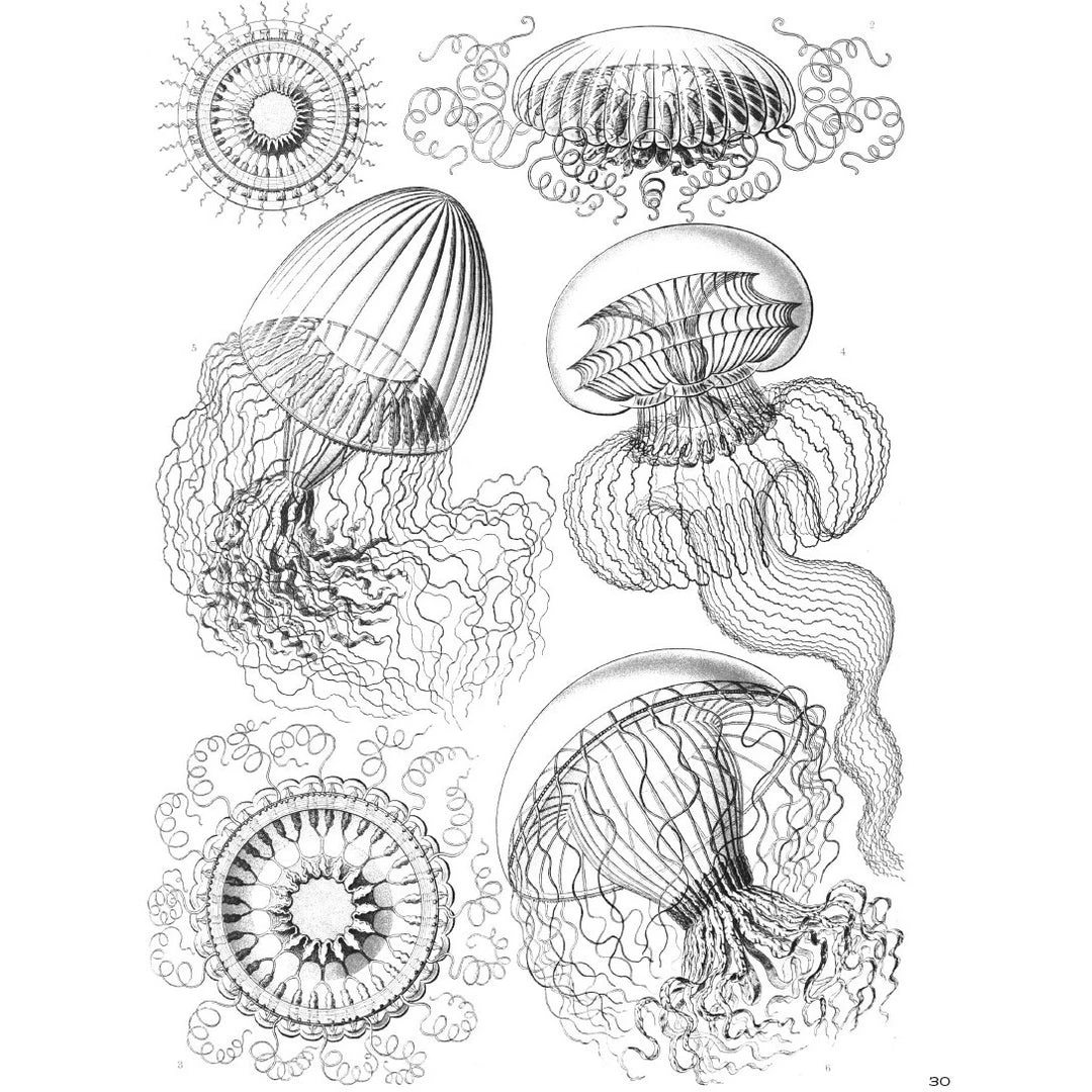 Pomegranate Ernst Haeckel: Art Forms In Nature Coloring Book 5 Pomegranate Ernst Haeckel: Art Forms In Nature Coloring Book