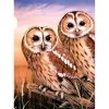 Royal & Langnickel Paint By Numbers Junior Small Tawny Owls Paint By Numbers And Scraper Board Sets