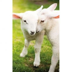 Museums & Galleries Two Lambs (single) Greetings Cards
