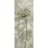 Colcards Cow Parsley By Jo Butcher Greetings Cards